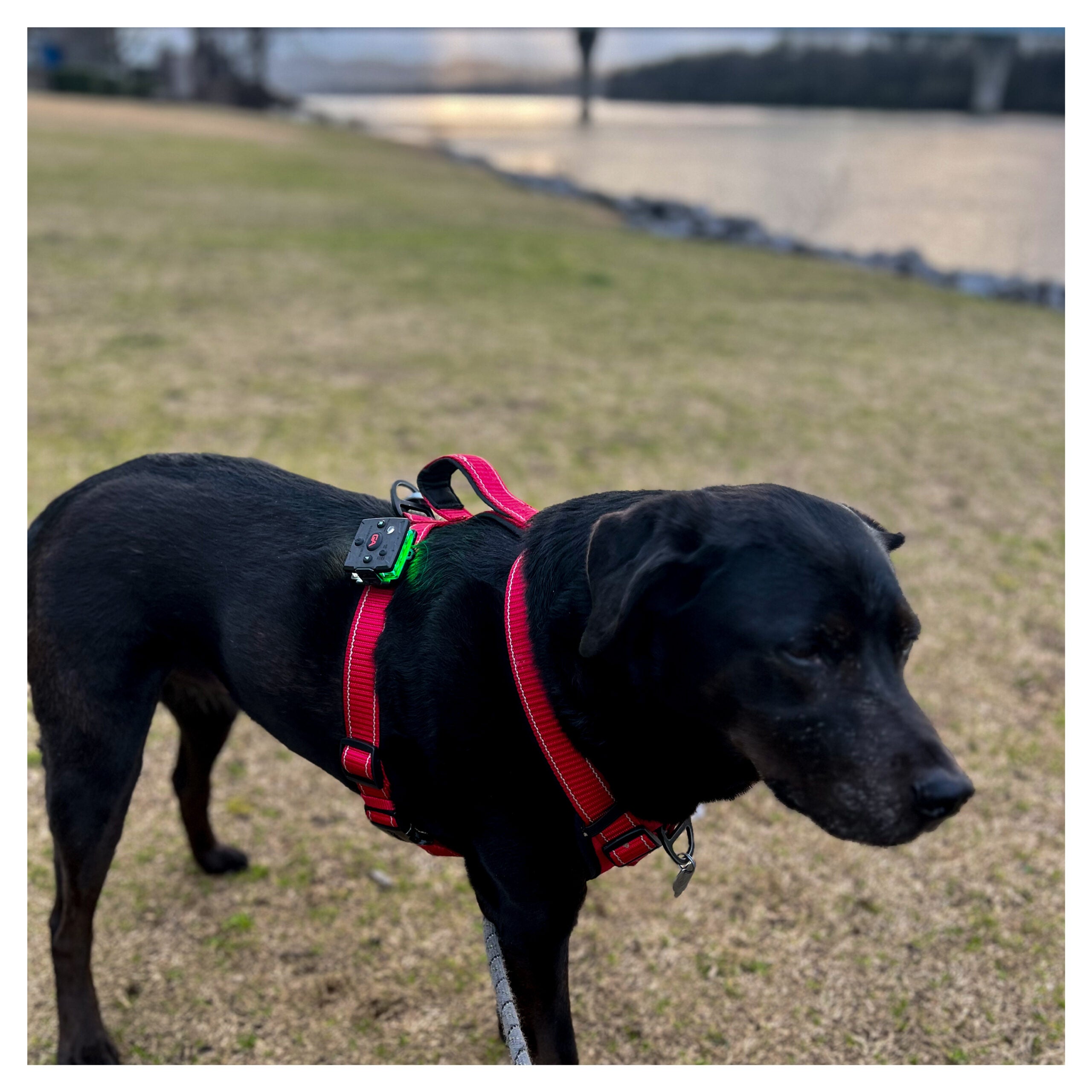 Guardian Angel Snap-Lock Mount: Dog/K9 Safety (ACC-SLM)